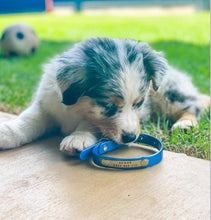 Load image into Gallery viewer, Sky Blue (Royal Blue) Dog Collar