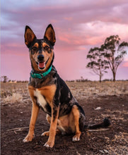 Load image into Gallery viewer, Collar and SS Name Tag *Most Popular*