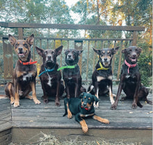 Load image into Gallery viewer, Fluro Yellow Dog Collar