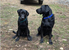 Load image into Gallery viewer, Army Green Dog Collar