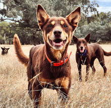 Load image into Gallery viewer, Fluro Orange Dog Collar