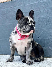Load image into Gallery viewer, Collar and SS Name Tag *Most Popular*