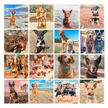 Load image into Gallery viewer, Collar and Lead Deal