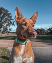Load image into Gallery viewer, Mint Dog Collar