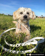 Load image into Gallery viewer, Dog Lead Thin 16mm