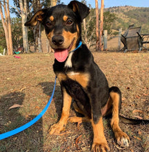 Load image into Gallery viewer, Dog Lead Thick 25mm Wide