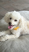 Load image into Gallery viewer, Yellow Dog Collar